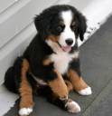bernese-mountain-dog-2.jpg