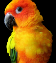 kiwi.png