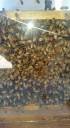 bees5.jpg