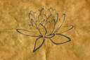 Lisana Lotus.jpg