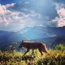 coyote and mountains.jpg