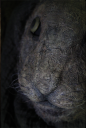 download sword (8).png