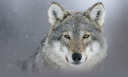 wolf png.png