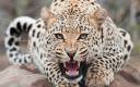 snow-leopard-02.jpg