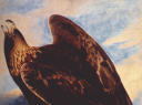 Audubon Golden Eagle.png
