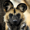 dog.png