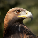 Eagle.png