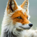 fox.png