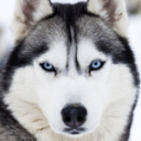 dog111.png
