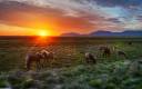 Horses for Postbox.jpg