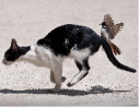Bird on cat.png