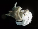 Lady.png