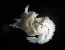 Lady.png