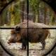 Hunting.jpg