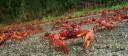 crab.jpg