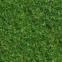 Green lush grass seamless texture.jpg