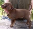 pup brown not brother look alike.jpg