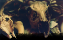 skulltemp_1.png