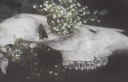skulltemp_2.png