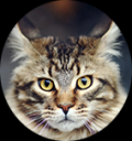 cat.png