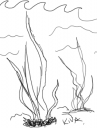 Kiva's journal - Seaweed Entry.png