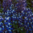 bluebkgd.png