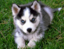 how to potty train a husky puppy.png
