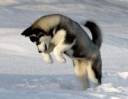 a cute-husky-puppies-in-snow-wallpaper-2.jpg