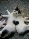 kittens.jpg
