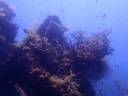 widowmaker reef.jpg