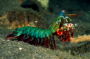 Mantis shrimp.png