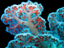 coral2.png