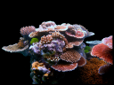 coral.png