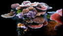 coral.png
