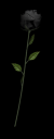 rose.png