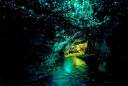 glow-worm-caves-FEATURE-IMAGE.jpg