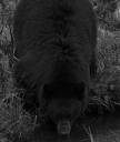 bear-black37.jpg