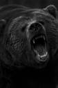 angrybear.jpg