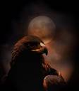 Dark Eagle.jpg