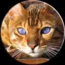 bengal-cat-breed-6.png