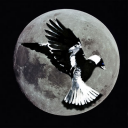 magpie in the moon.png