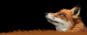 foxy.png