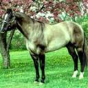 grulla-200x200.jpg