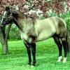 grulla-200x200-100x100.jpg
