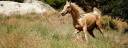 21461886-Palomino-Horse-Running-in-Pasture-Stock-Photo.jpg