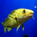 Portrait_of_Cod-200x200.jpg