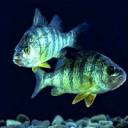 YellowPerch-200x200.jpg