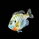 BlueGillDVD-200x200.jpg