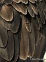 feathers2.jpg