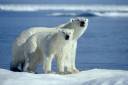 icebears.jpg